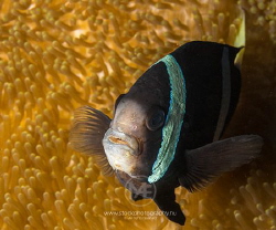 Barrier reef anemonefish being not pleased with a big cam... by Arno Enzo 